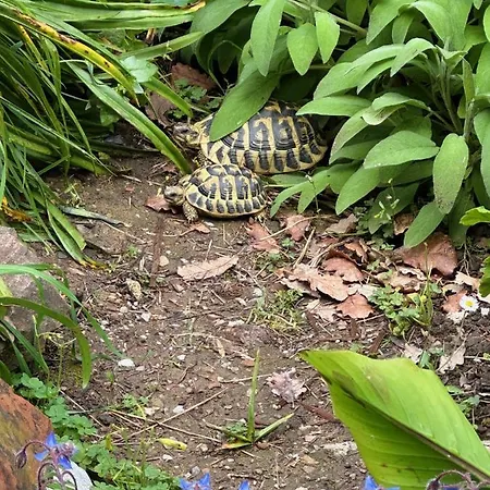 Forest Hideout 4* Cefalù